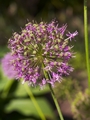 Allium aflatunense Czosnek